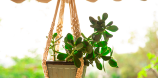 Barish Handcrafted Décor: A home decor brand that blends in artistry and commerce by offering atypical yet appealing decorative pieces at affordable prices Barish Handcrafted Décor